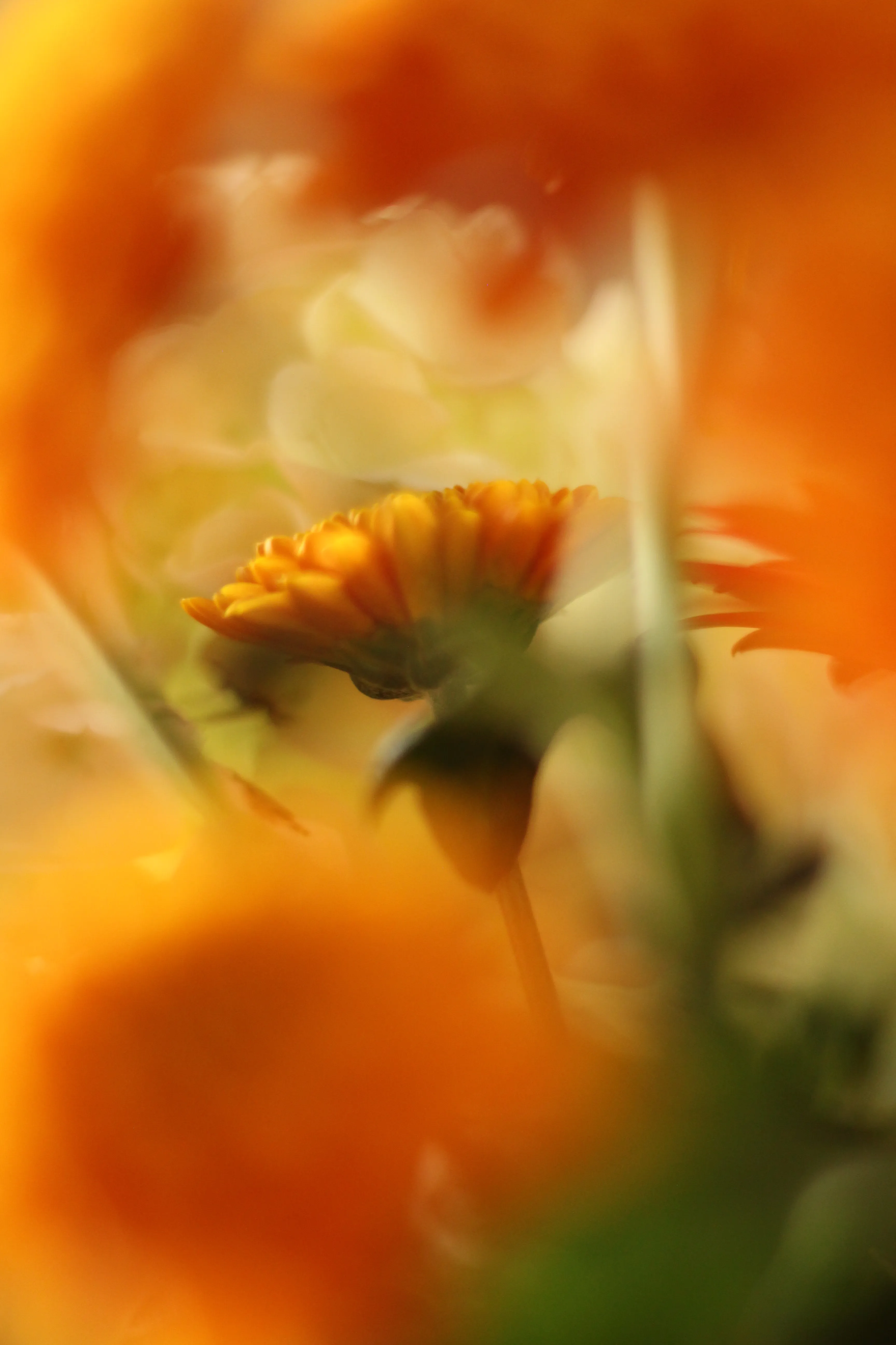 Fleur floue